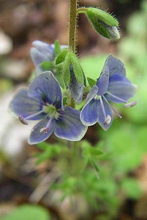 Veronica chamaedrys subsp. vindobonensis \ Wiener Gamander-Ehrenpreis, GR Zagoria, Vikos - Schlucht 15.5.2008