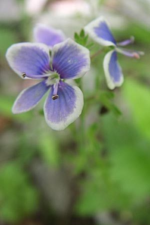 Veronica chamaedrys subsp. vindobonensis \ Wiener Gamander-Ehrenpreis, GR Zagoria, Vikos - Schlucht 15.5.2008