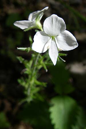 Veronica chamaedrys subsp. vindobonensis \ Wiener Gamander-Ehrenpreis / Vienna Germander Speedwell, GR Aoos - Schlucht / Gorge 16.5.2008