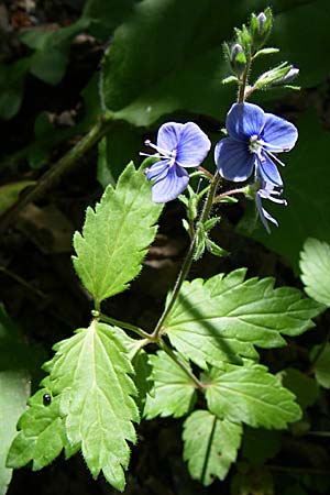 Veronica chamaedrys subsp. vindobonensis \ Wiener Gamander-Ehrenpreis / Vienna Germander Speedwell, GR Aoos - Schlucht / Gorge 16.5.2008