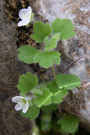 Veronica cymbalaria \ Zymbelkraut-Ehrenpreis, GR Zagoria, Mikro Papingko 17.5.2008