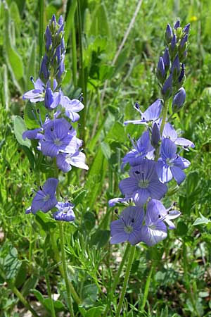 Veronica austriaca subsp. jacquinii \ Jacquins Ehrenpreis, GR Zagoria, Mikro Papingko 17.5.2008