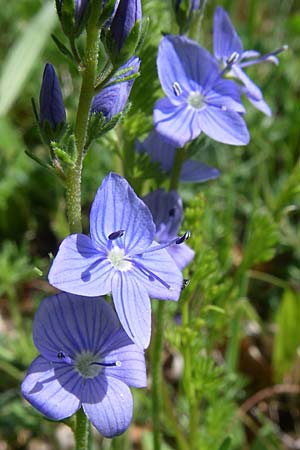 Veronica austriaca subsp. jacquinii \ Jacquins Ehrenpreis, GR Zagoria, Mikro Papingko 17.5.2008