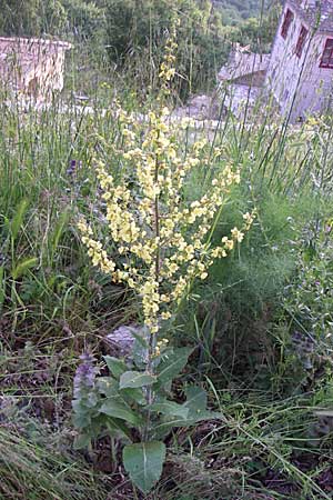 Verbascum pulverulentum \ Flockige Knigskerze / Hoary Mullein, GR Zagoria, Mikro Papingko 17.5.2008