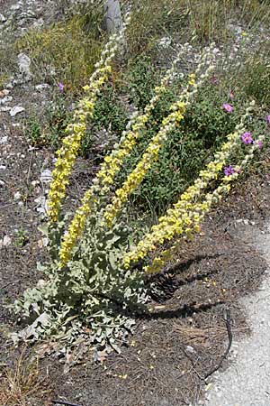 Verbascum undulatum \ Feinwellige Knigskerze / Wavy-Leaf Mullein, GR Parnitha 22.5.2008