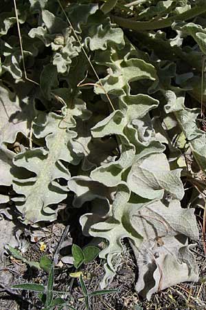 Verbascum undulatum \ Feinwellige Knigskerze / Wavy-Leaf Mullein, GR Parnitha 22.5.2008