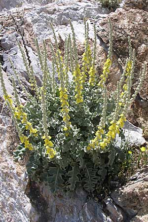 Verbascum undulatum \ Feinwellige Knigskerze / Wavy-Leaf Mullein, GR Parnitha 22.5.2008