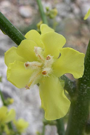 Verbascum speciosum / Hungarian Mullein, GR Parnitha 22.5.2008