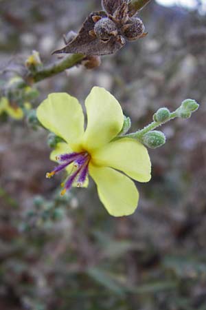 Verbascum sinuatum \ Gewelltblttrige Knigskerze, GR Euboea (Evia), Karistos 28.8.2014