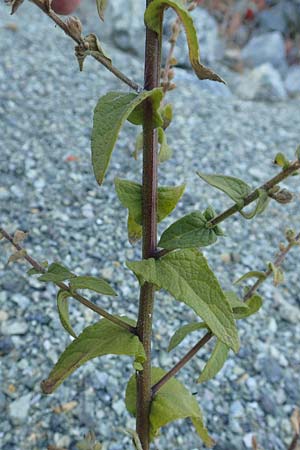 Verbascum sinuatum \ Gewelltblttrige Knigskerze / Wavyleaf Mullein, GR Euboea (Evia), Kerasia 27.8.2017