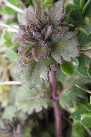 Veronica glauca \ Blaugrner Ehrenpreis / Glaucous Speedwell, GR Peloponnes, Apollon Tempel von Bassae / Peloponnese, Apollon Temple of Bassae 29.3.2013