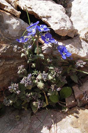 Veronica glauca \ Blaugrner Ehrenpreis / Glaucous Speedwell, GR Parnitha 3.4.2013