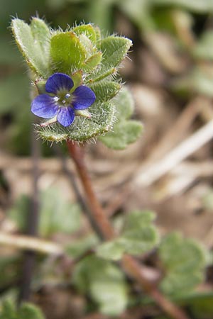 Veronica hederifolia subsp. hederifolia \ Efeublttriger Ehrenpreis / Ivy-Leaved Speedwell, GR Peloponnes, Apollon Tempel von Bassae / Peloponnese, Apollon Temple of Bassae 29.3.2013