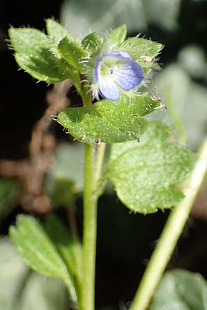 Veronica hederifolia subsp. hederifolia \ Efeublttriger Ehrenpreis, GR Parnitha 22.3.2019