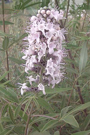 Vitex agnus-castus \ Mnchspfeffer, Keuschbaum, GR Nauplia 3.9.2007