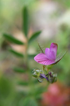 Onobrychis aequidentata \ Gleichzhnige Esparsette / Equal-Toothed Sainfoin, GR Igoumenitsa 13.5.2008