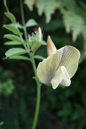 Vicia grandiflora \ Großblütige Wicke / Showy Vetch, GR Igoumenitsa 13.5.2008