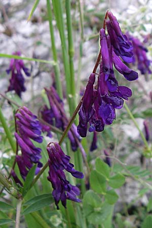 Vicia villosa subsp. varia \ Bunte Wicke, Kahle Sand-Wicke / Fodder Vetch, GR Dodoni 14.5.2008