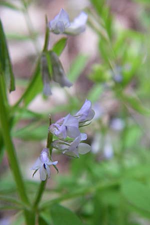 Vicia hirsuta \ Rauhaarige Wicke / Hairy Tare, GR Zagoria, Vikos - Schlucht / Gorge 15.5.2008