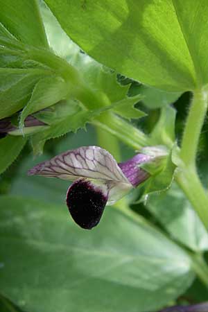 Vicia faba \ Sau-Bohne, Acker-Bohne, GR Zagoria, Mikro Papingko 17.5.2008