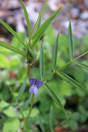 Vicia lathyroides \ Frhlings-Zwergwicke / Spring Vetch, GR Zagoria, Mikro Papingko 17.5.2008