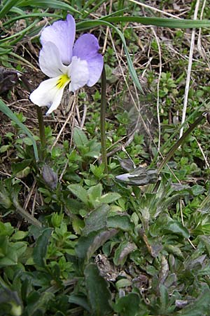 Viola epirota \ Epirus-Veilchen / Epirus Violet, GR Timfi 17.5.2008