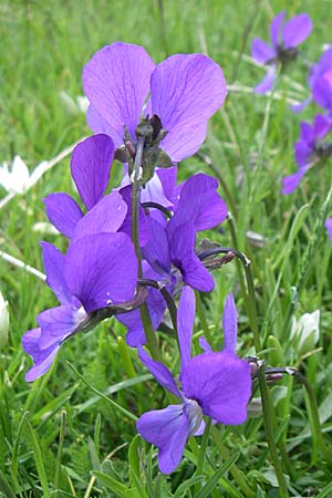 Viola epirota / Epirus Violet, GR Timfi 17.5.2008