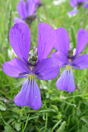 Viola epirota / Epirus Violet, GR Timfi 17.5.2008