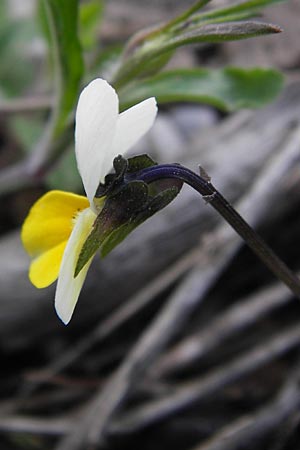 Viola hymettia \ Hymettos-Veilchen / Hymettos Violet, GR Parnitha 3.4.2013