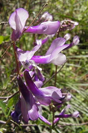 Vicia villosa subsp. microphylla \ Kleinblttige Wicke / Small-Leaved Fodder Vetch, GR Hymettos 4.4.2013