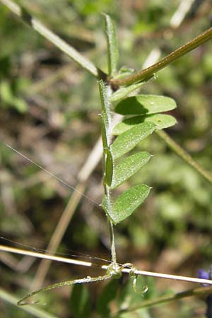 Vicia villosa subsp. microphylla \ Kleinblttige Wicke / Small-Leaved Fodder Vetch, GR Hymettos 4.4.2013