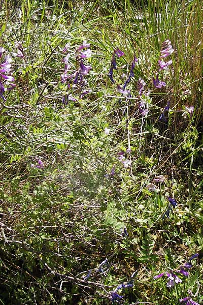 Vicia villosa subsp. microphylla \ Kleinblttige Wicke / Small-Leaved Fodder Vetch, GR Hymettos 4.4.2013