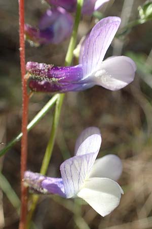 Vicia villosa \ Zottel-Wicke, Zottige Wicke / Hairy Vetch, GR Hymettos 23.3.2019