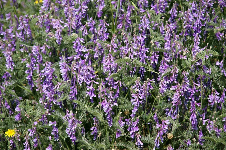 Vicia sibthorpii \ Sibthorps Wicke / Sibthorp's Vetch, GR Korinth/Corinth 26.4.2014 (Photo: Gisela Nikolopoulou)