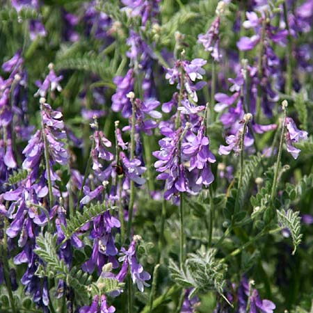 Vicia sibthorpii \ Sibthorps Wicke / Sibthorp's Vetch, GR Korinth/Corinth 26.4.2014 (Photo: Gisela Nikolopoulou)