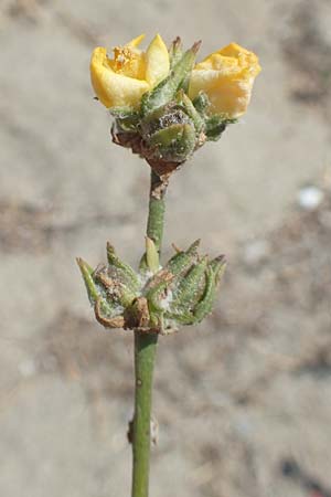 Verbascum pinnatifidum \ Halbgefiederte Knigskerze / Pinnate-Leaved Mullein, GR Euboea (Evia), Kanatadika 25.8.2017