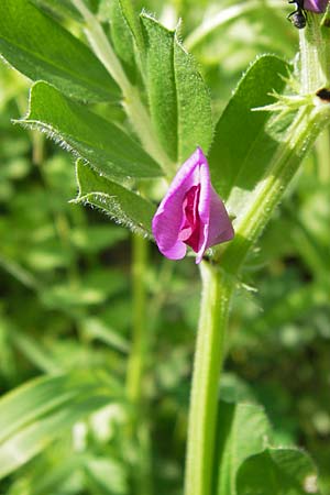 Vicia sativa var. sativa \ Saat-Wicke, Echte Futter-Wicke / Common Vetch, GR Peloponnes, Monemvasia 31.3.2013