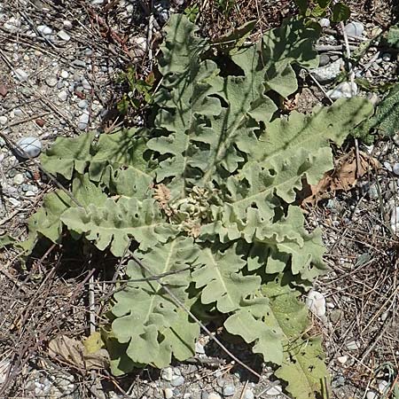 Verbascum sinuatum \ Gewelltblttrige Knigskerze / Wavyleaf Mullein, GR Euboea (Evia), Kanatadika 25.8.2017