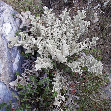 Verbascum undulatum \ Feinwellige Knigskerze / Wavy-Leaf Mullein, GR Euboea (Evia), Karistos 28.8.2014