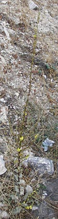 Verbascum undulatum \ Feinwellige Königskerze / Wavy-Leaf Mullein, GR Parnitha 1.9.2014