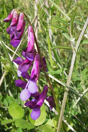 Vicia villosa subsp. varia / Fodder Vetch, GR Peloponnes, Kalogria 27.3.2013