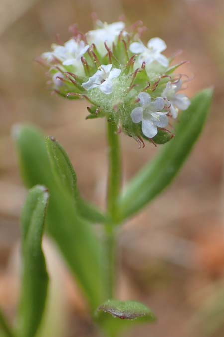 Valerianella discoidea \ Scheiben-Feld-Salat / Lesser Corn Salad, GR Athen, Mount Egaleo 10.4.2019