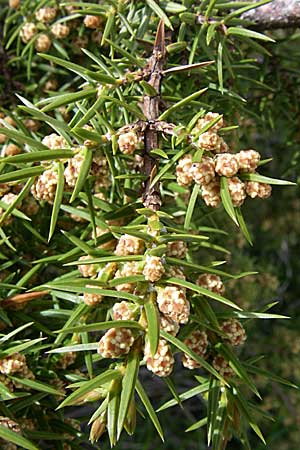 Juniperus oxycedrus \ Zedern-Wacholder, GR Timfi 17.5.2008