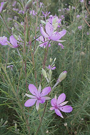 Epilobium dodonaei \ Rosmarin-Weidenrschen / Alpine Willowherb, GR Joannina 25.8.2007