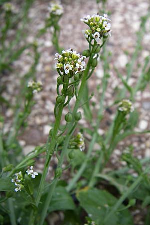 Calepina irregularis \ Wendich, Kalepine / White Ball-Mustard, GR Dodoni 14.5.2008