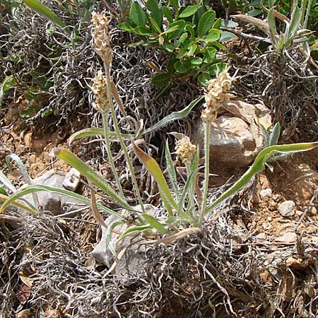 Plantago albicans \ Weilicher Wegerich, Silberweier Wegerich, GR Porto Rafti 21.5.2008