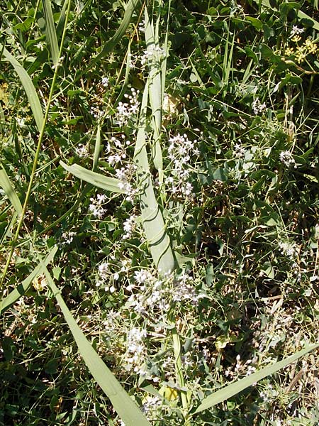 Cynanchum acutum \ Lianen-Schwalbenwurz, Lianen-Hundswrger / Stranglewort, GR Euboea (Evia), Styra 27.8.2014