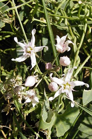 Cynanchum acutum \ Lianen-Schwalbenwurz, Lianen-Hundswrger / Stranglewort, GR Euboea (Evia), Styra 31.8.2014