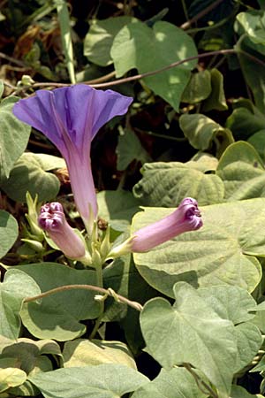 Ipomoea purpurea \ Trichter-Winde, Violette Prunk-Winde / Purple Morning Glory, GR Antirion 5.9.2007