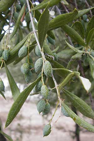 Olea europaea var. europaea / Olive, GR Athen 6.9.2014